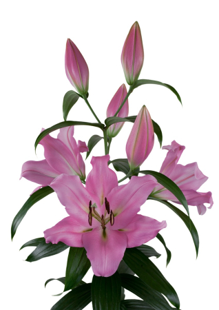 Crini - Crin -copac Bellamonte , parfumat , bulb 18/20