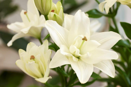 Crin Belvedere marime 18/20 [1]