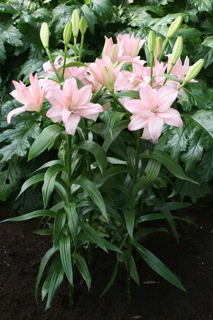 Crin dublu asiatic Bentley marime 18/20 [2]