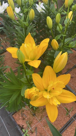 Crin Beverly Gold bulb 16/18 [1]