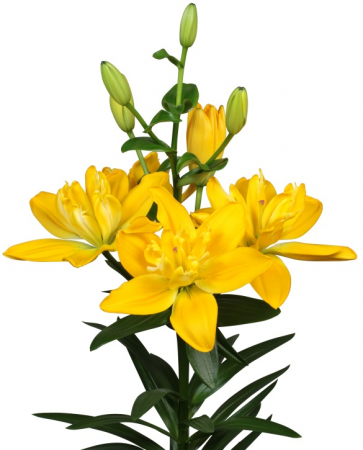 Crini - Crin Beverly Gold bulb 16/18