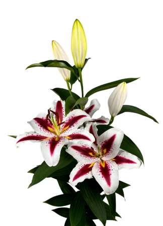 Crini - Crin oriental parfumat Big Smile bulb 18/20