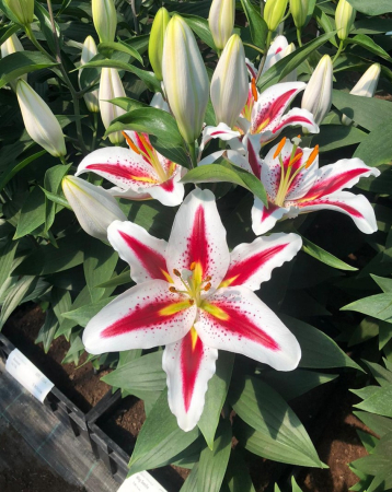 Crin oriental parfumat Big Smile bulb 18/20 [1]