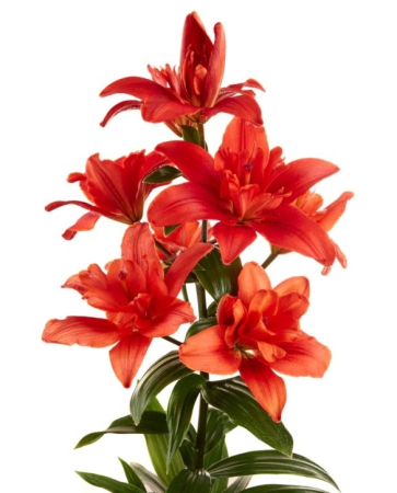 Crini LA - Crin Caddy marime 18/20