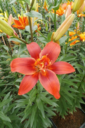 Crin Caddy marime 18/20 [1]