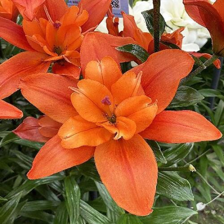 Crin Caddy marime 18/20 [1]