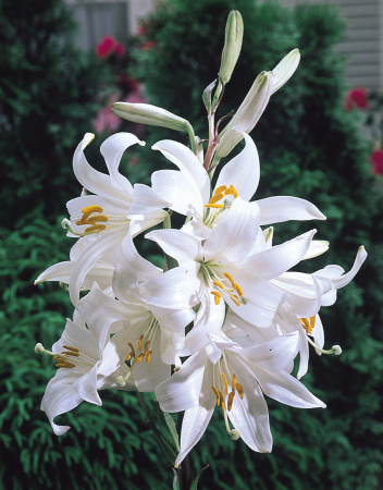crini specie - Lilium Candidum crin Madonna alb, parfumat, 1 bucata marime 16/18