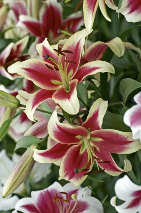 Crini - Crin OT ( oriental-trompeta ) , crin-copac Candy Club inalt, parfumat alb cu rosu bulb mare 18/20