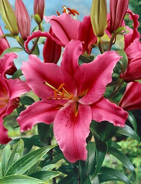 Bulbi de primavara - Crin OT, crin copac Carbonero, inalt, foarte parfumat