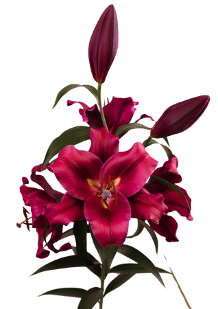 Crin OT, crin copac Carbonero, inalt, foarte parfumat [1]