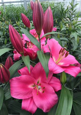 Crini - Crin OT , crin copac Corvette marime 18/20