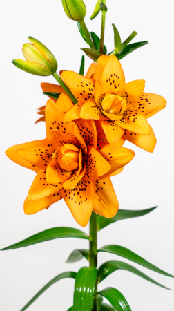 Crini - Crin  LA dublu Dutch Design marime 16/18