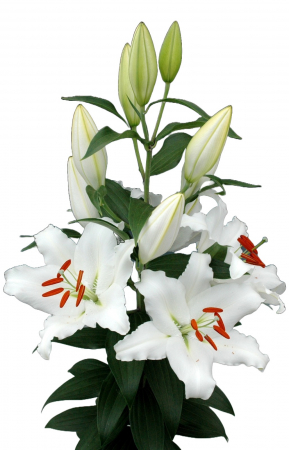 Crini - Crin oriental parfumat Dutch Mountain alb marime bulb 18/20