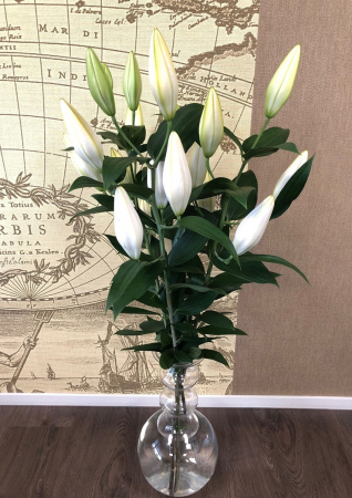 Crin oriental parfumat Dutch Mountain alb marime bulb 18/20 [1]