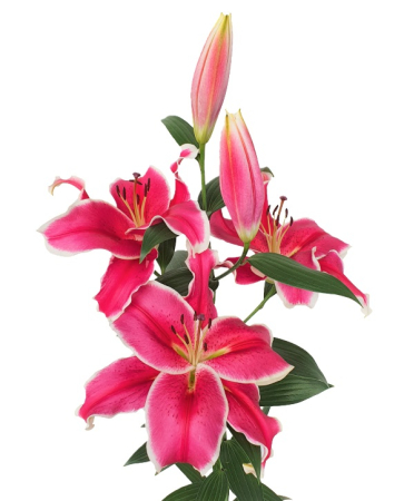 Crini - Crin OT El Capitan bulb 18/20