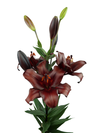 Crini LA - Crin LA Escape bulb 20/22