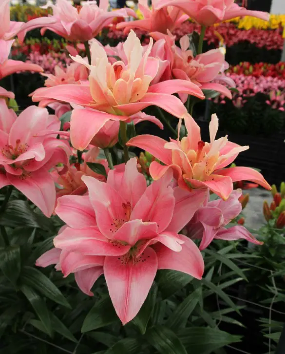 Crini - Crin Finishline marime 14/16