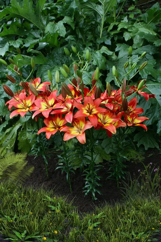 Crin asiatic Bicolor Forever Linda marime 16/18 [2]