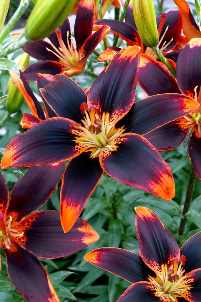 Crini - Crin Forever Susan marime 16/18