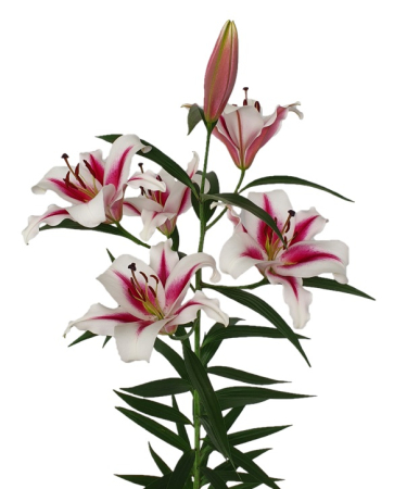 Crini - Crin OT Gaucho bulb foarte mare 20/22