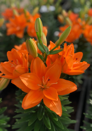 Crini - Crin asiatic dublu pentru ghiveci Tiny Double Dutch