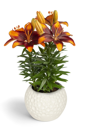 Crini - Crin asiatic bicolor pentru ghiveci Tiny Ink.