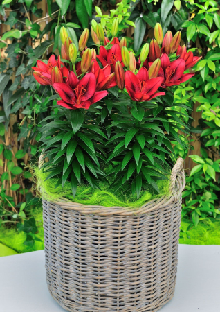 Crini - Crin asiatic bicolor pentru ghiveci Tiny Rocket