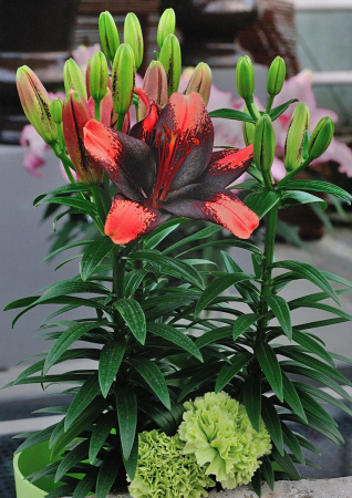 Crin asiatic bicolor pentru ghiveci Tiny Shadow [1]