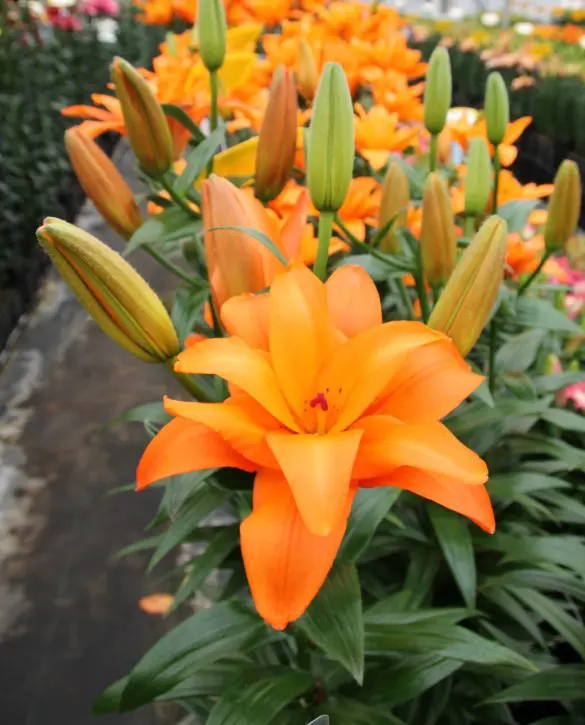 Crini Asiatici - Crin Halftime marime 18/20