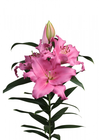 Crini - Crin Homerus marime 20/22