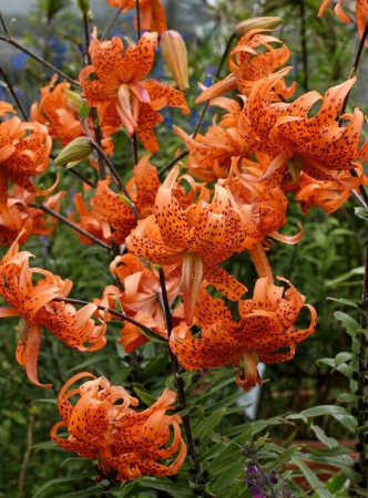 Crini - Crin Flore Pleno marime 18/20