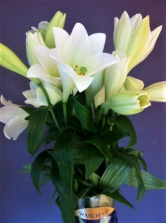 Crin longiflorum Watch Up marime 18/20 [1]