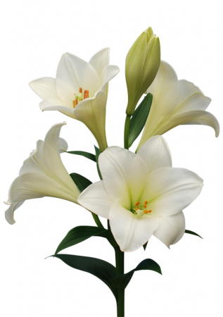 Bulbi de primavara - Crin longiflorum Watch Up marime 18/20