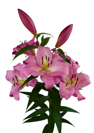 Crini - Crin OT, crin copac parfumat Mundial marime 18/20