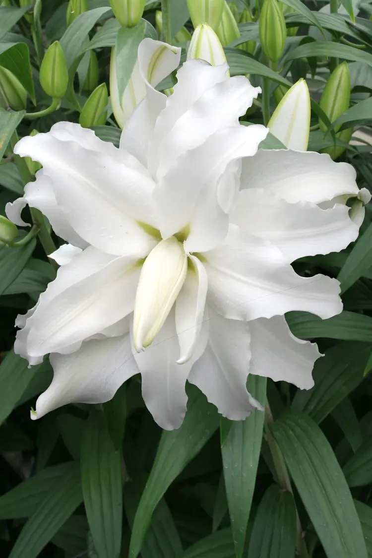 Crini Dubli Orientali - Crin dublu oriental My Wedding marime 18/20