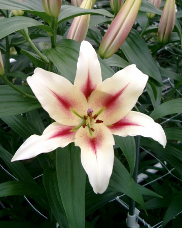 Bulbi de primavara - Crin OT, crin copac Nymph, inalt, parfumat