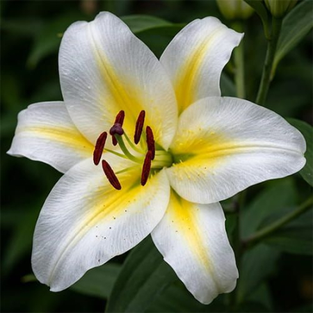 Bulbi de primavara - Crin oriental  parfumat Adorea bulb mare 20/22