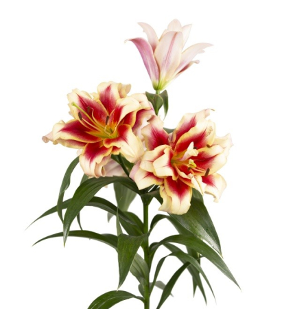 Crini - Crin OT , crin copac cu flori duble Alvaro inalt, parfumat , marime 16/18