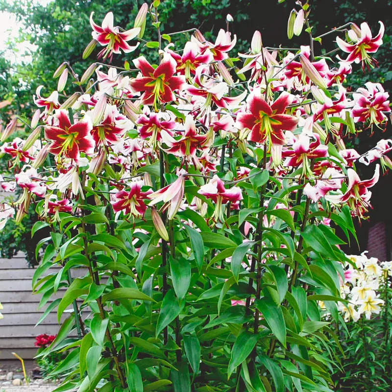 Crini OT , copac - Crin OT Leslie Woodriff marime 16/18