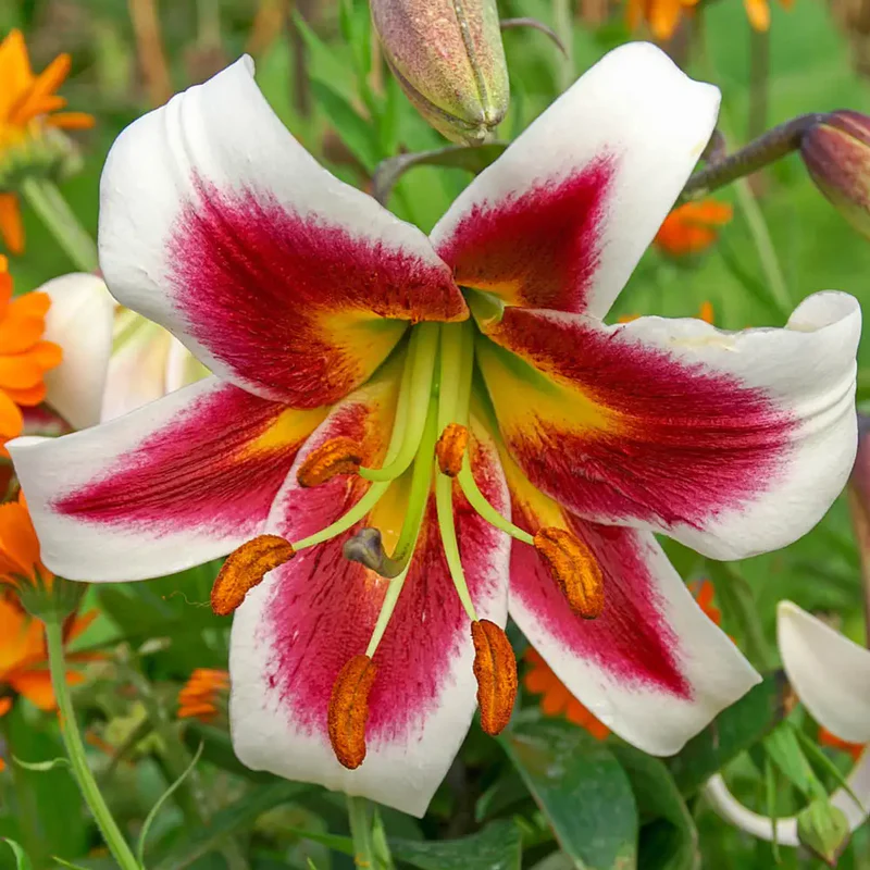 Crin OT Leslie Woodriff marime 16/18 [1]