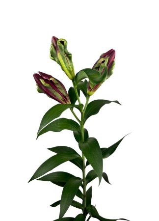 Crin OT Tropical Dragon marime 18/20 [2]