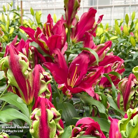 Crin OT Tropical Dragon marime 18/20 [1]