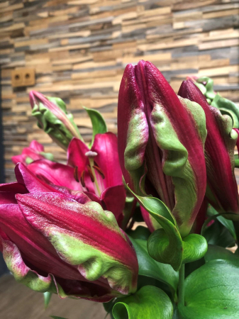 Crini OT , copac - Crin OT Tropical Dragon marime 18/20