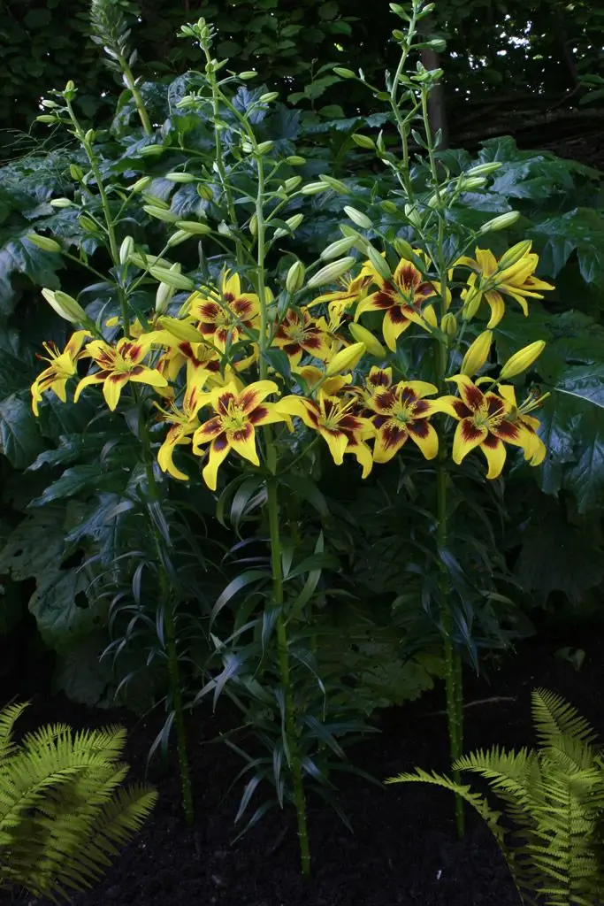 Crin Pieton marime 16/18 [2]