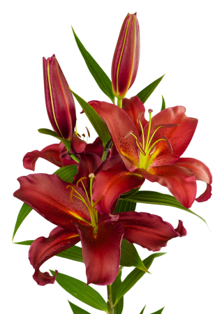 Crini - Crin oriental Red Sparrow bulb 18/20