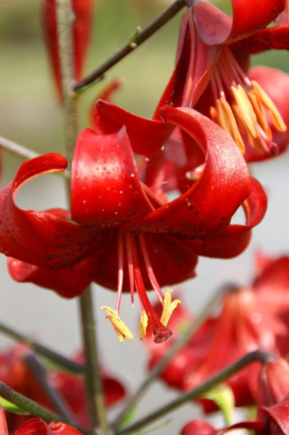 crini-tigru - Crin asiatic tip tigru Red Velvet marime 16/18