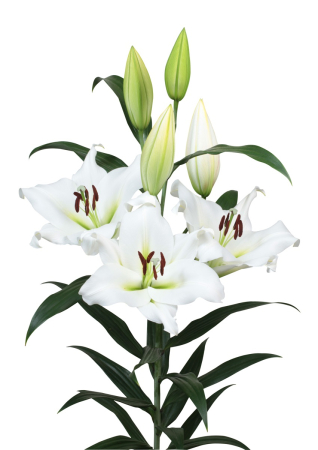 Crini - Crin OT , crin copac Sempione marime 18/20