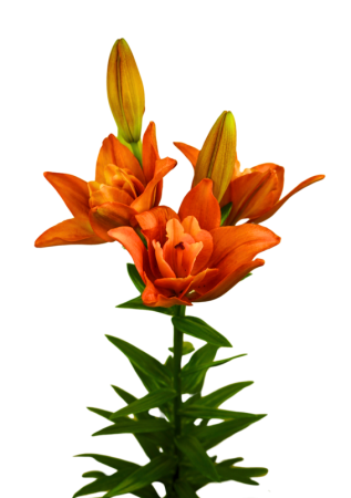 Crini LA - Crin LA dublu Slipstream bulb 18/20