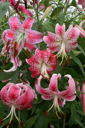 Crini - Crin specie Speciosum Uchida 1 buc marime 14/16