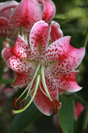 Crin specie Speciosum Uchida 1 buc marime 14/16 [1]